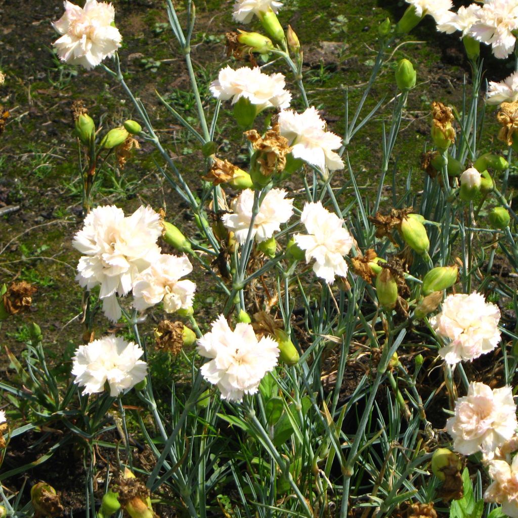 Dianthus plumarius Devon Cream