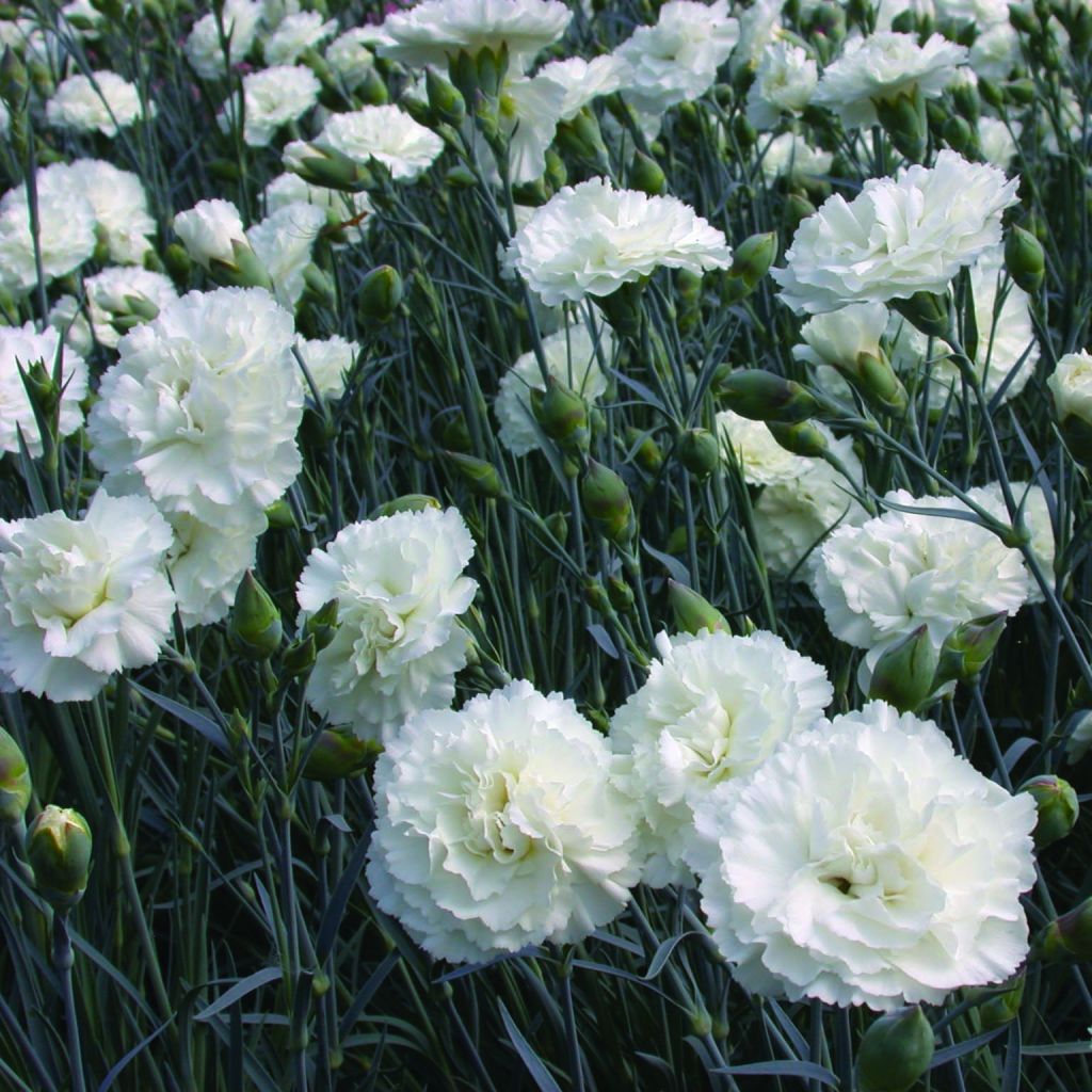 Dianthus plumarius Devon Dove