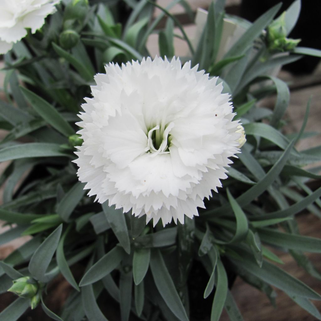 Dianthus plumarius Flore Pleno Albus