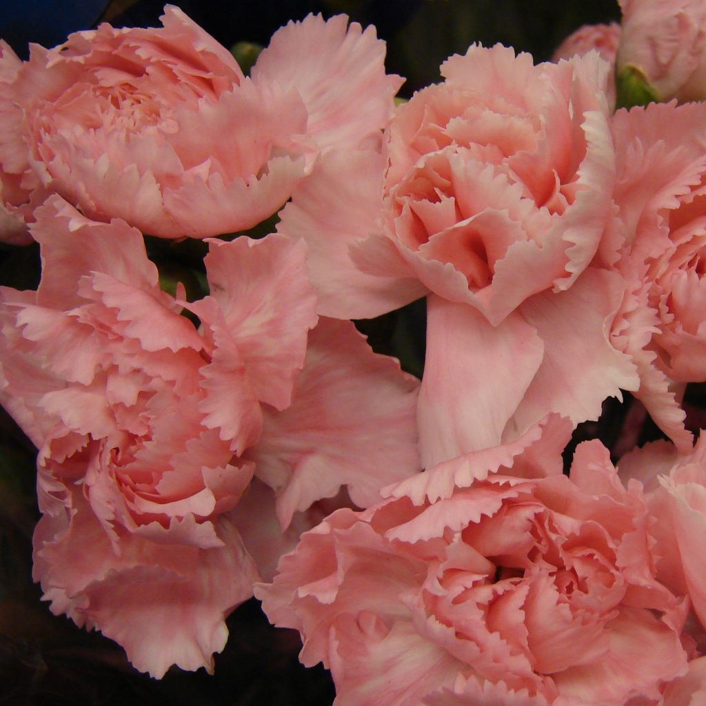 Dianthus plumarius Helen