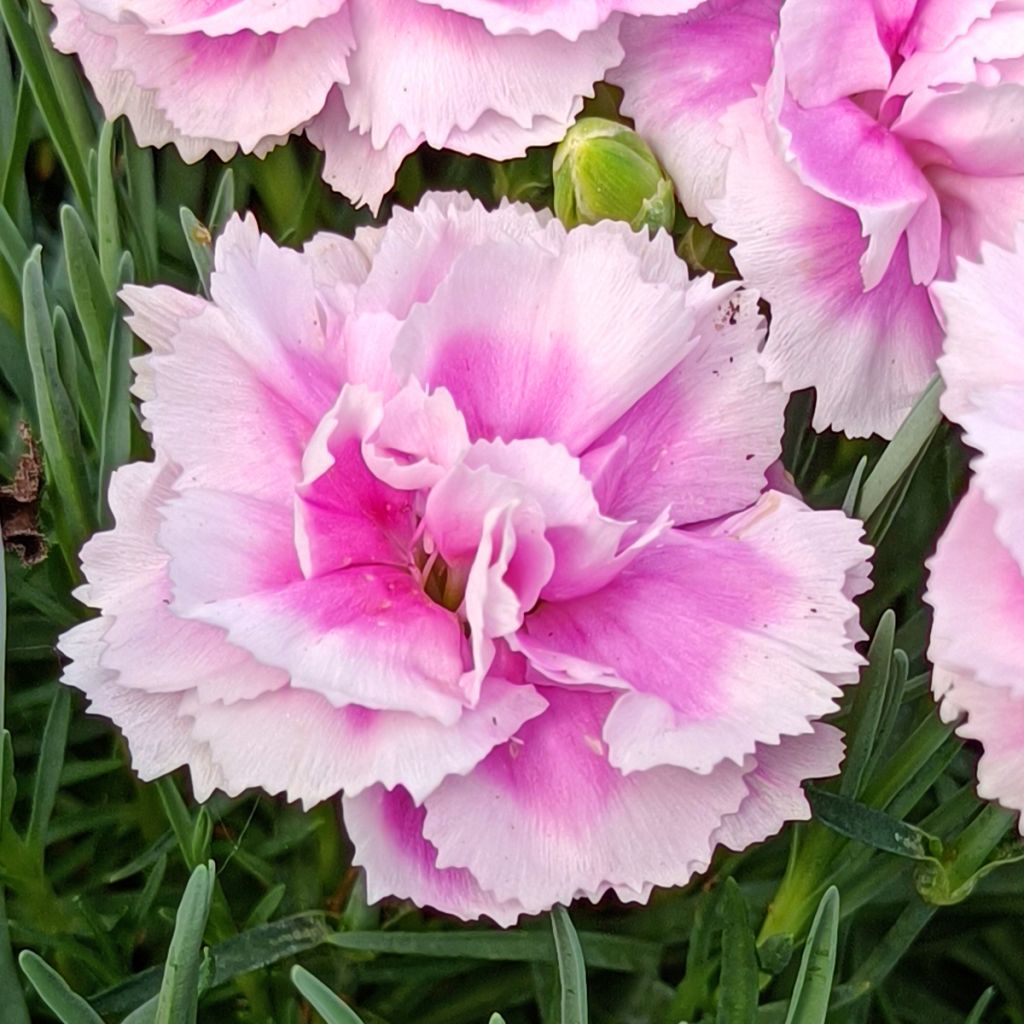 Dianthus plumarius Scent First Iced Gem