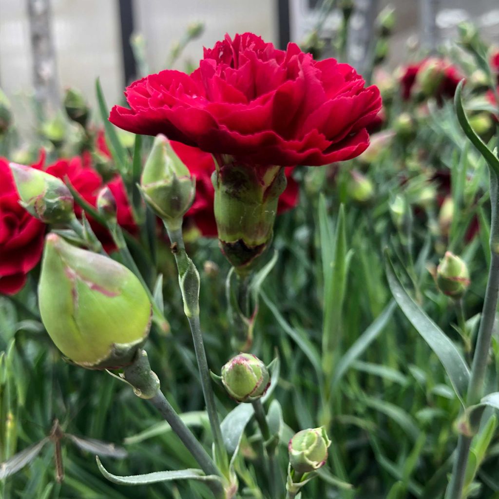 Dianthus plumarius Passion Hot Red