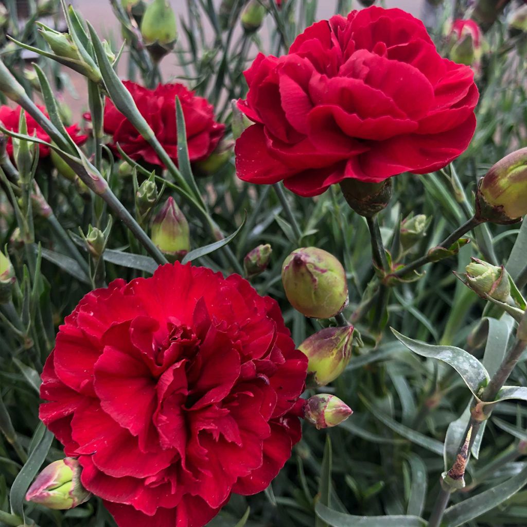 Dianthus plumarius Passion Hot Red