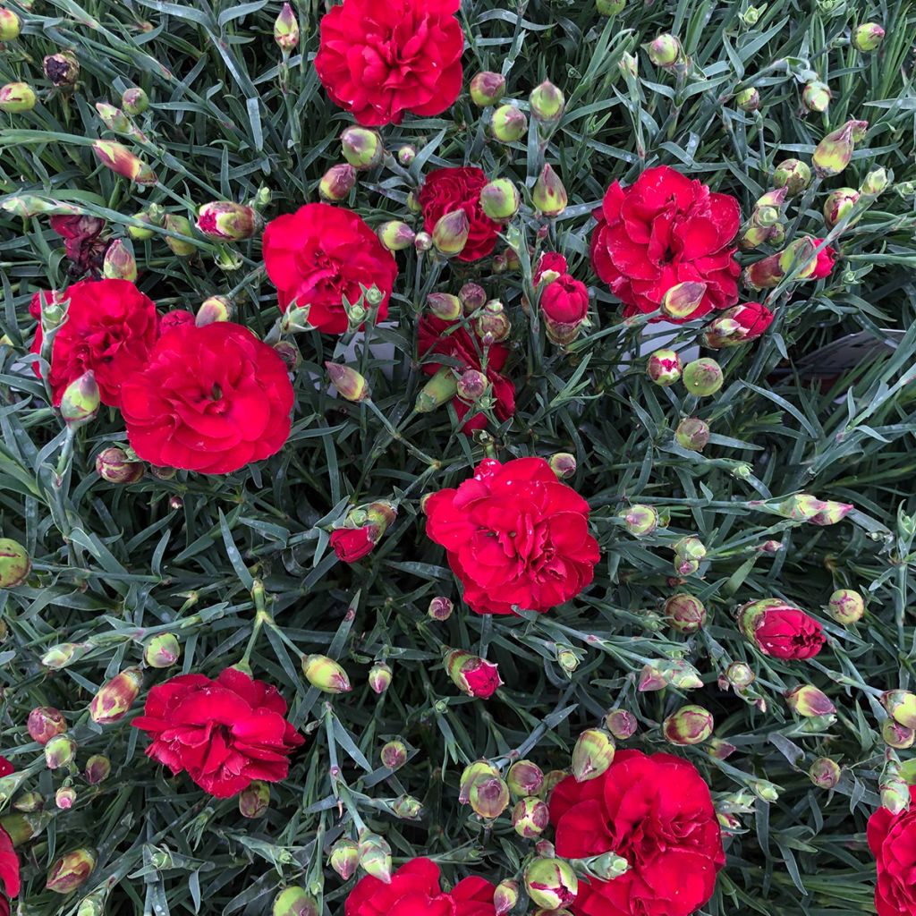 Dianthus plumarius Passion Hot Red
