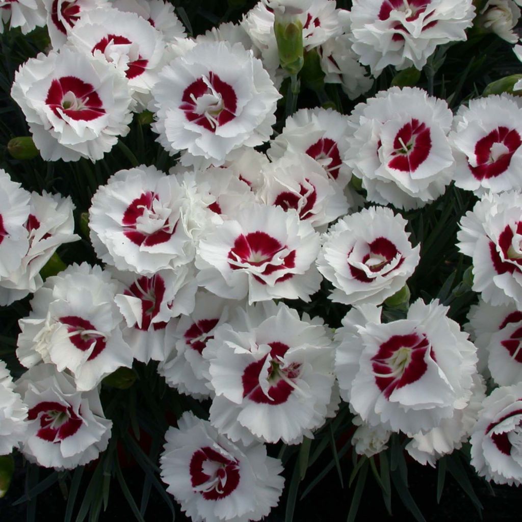 Dianthus plumarius Scent First Coconut Sundae