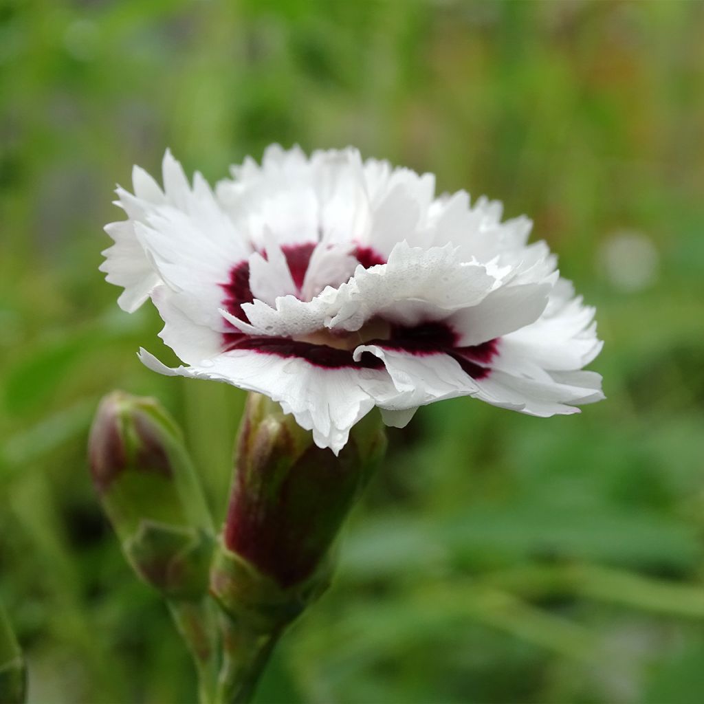Dianthus plumarius Scent First Coconut Sundae