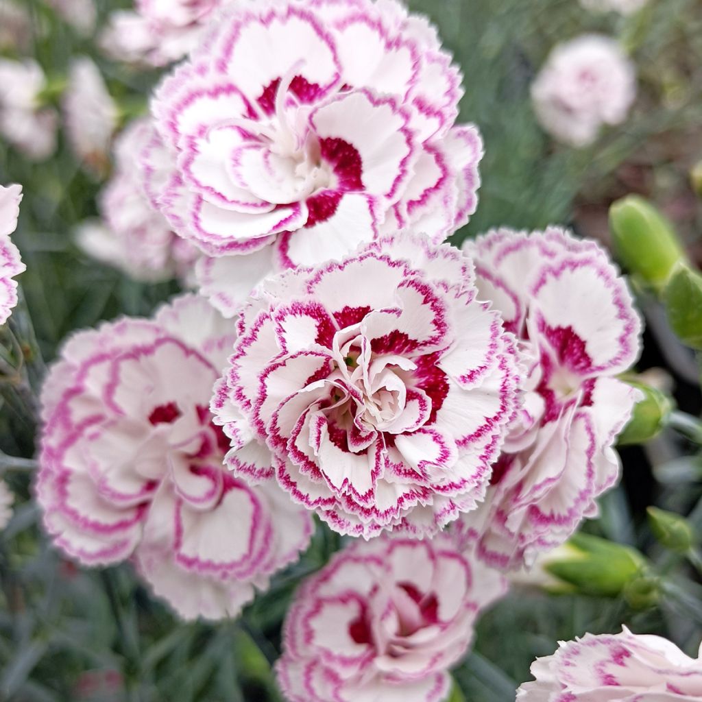Dianthus plumarius Grans Favourite