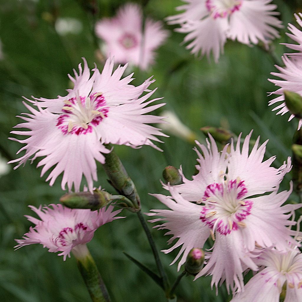 Dianthus spiculifolius