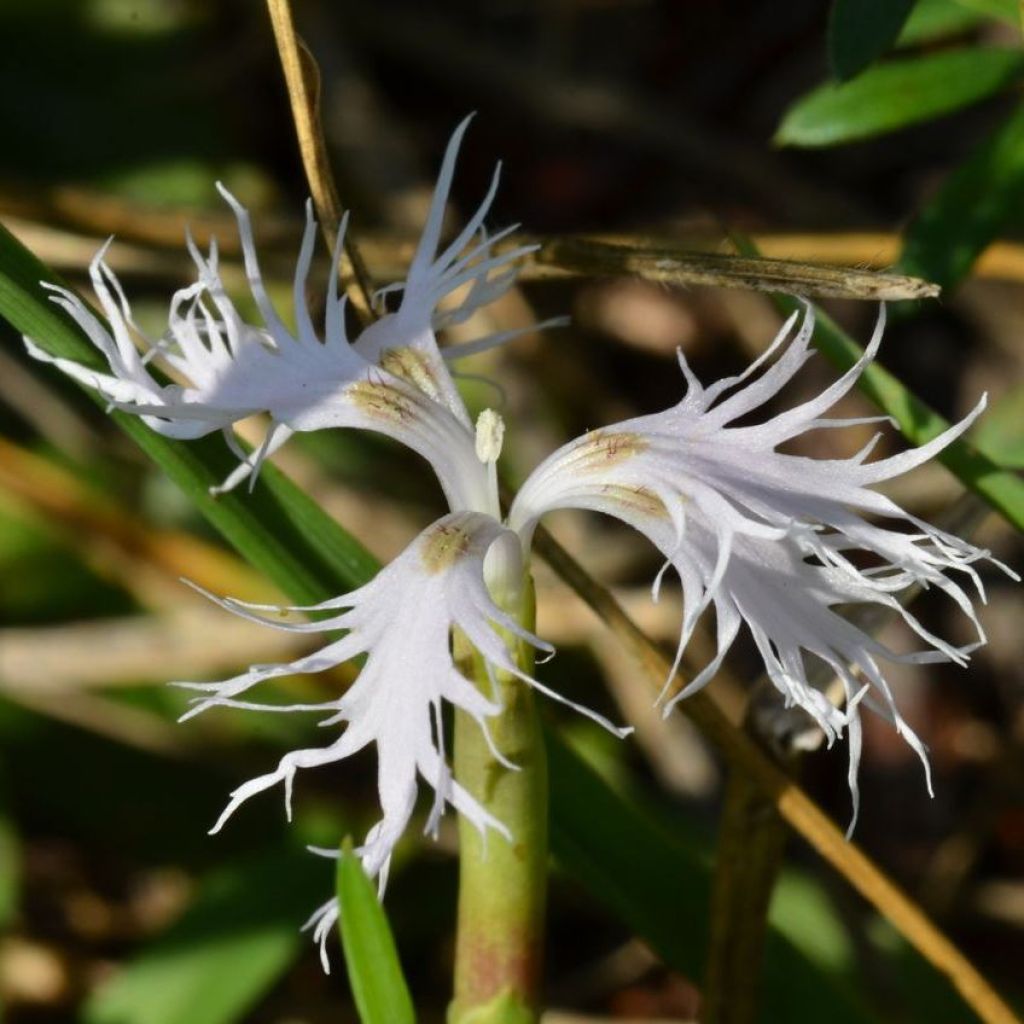 Dianthus superbus