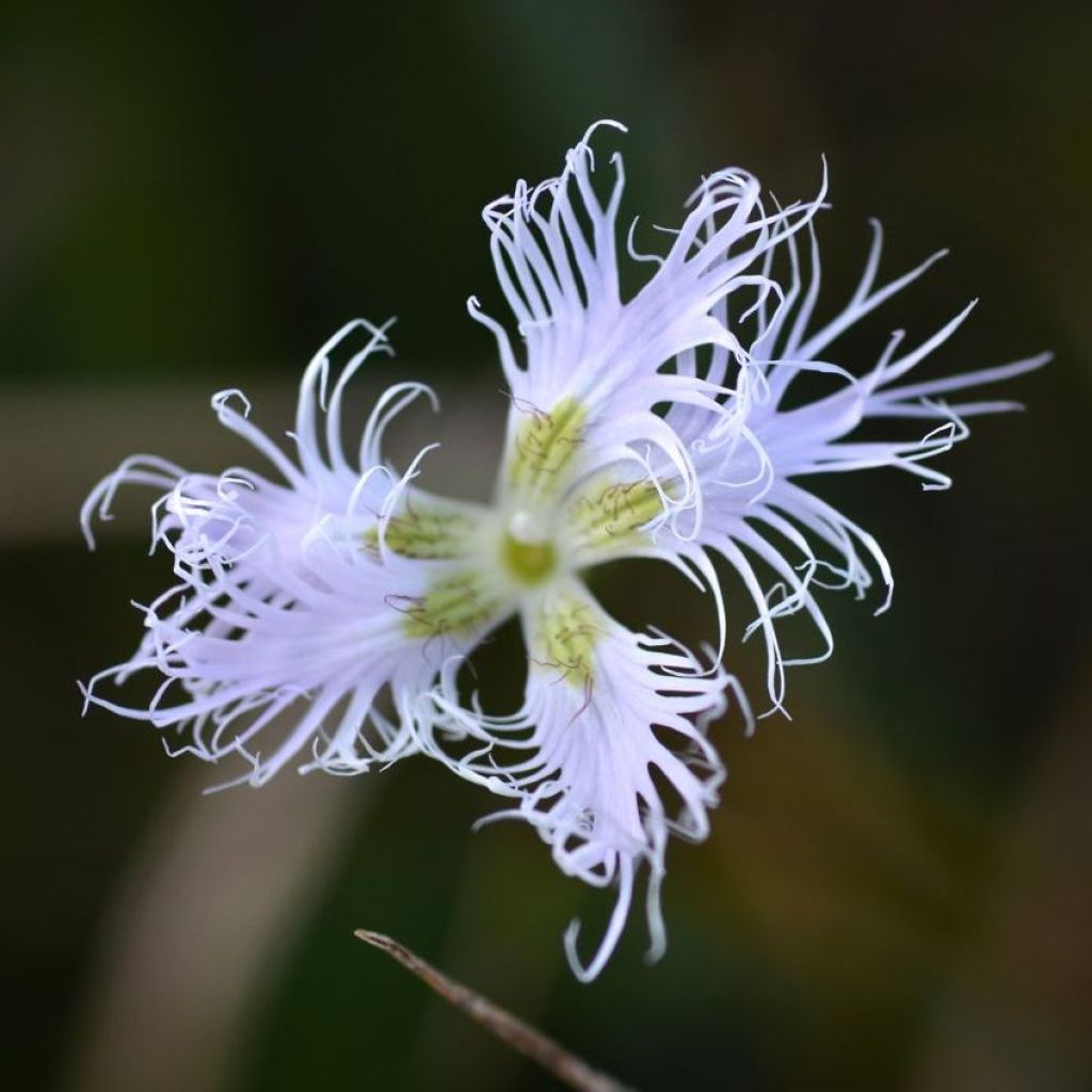 Dianthus superbus