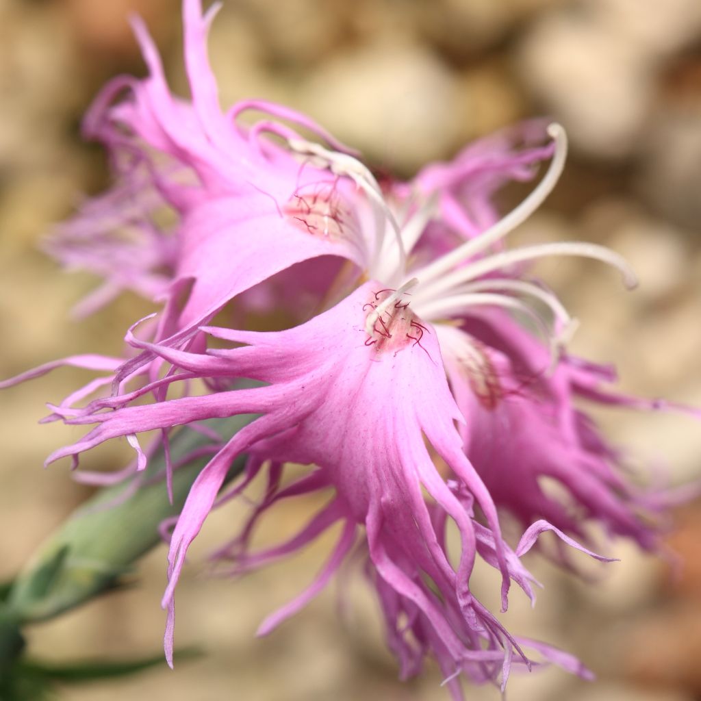 Dianthus superbus Primadonna
