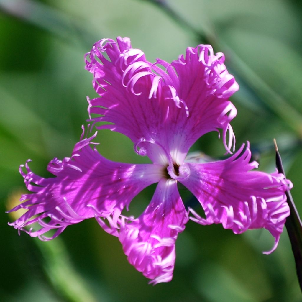 Dianthus superbus Primadonna