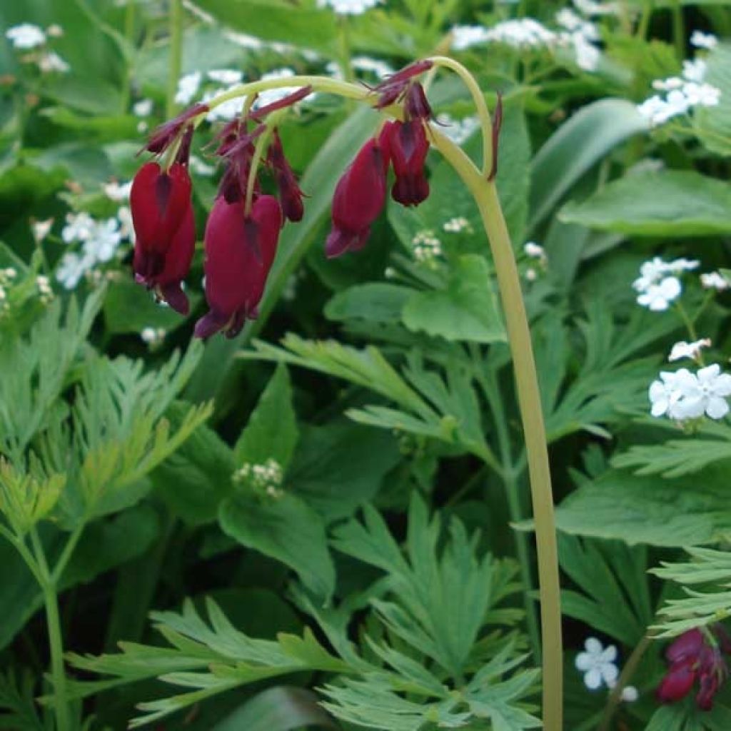 Dicentra formosa Bacchanal