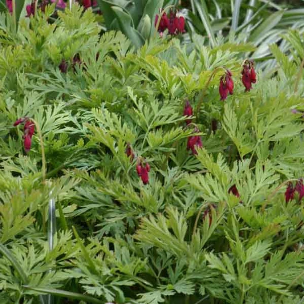 Dicentra formosa Bacchanal