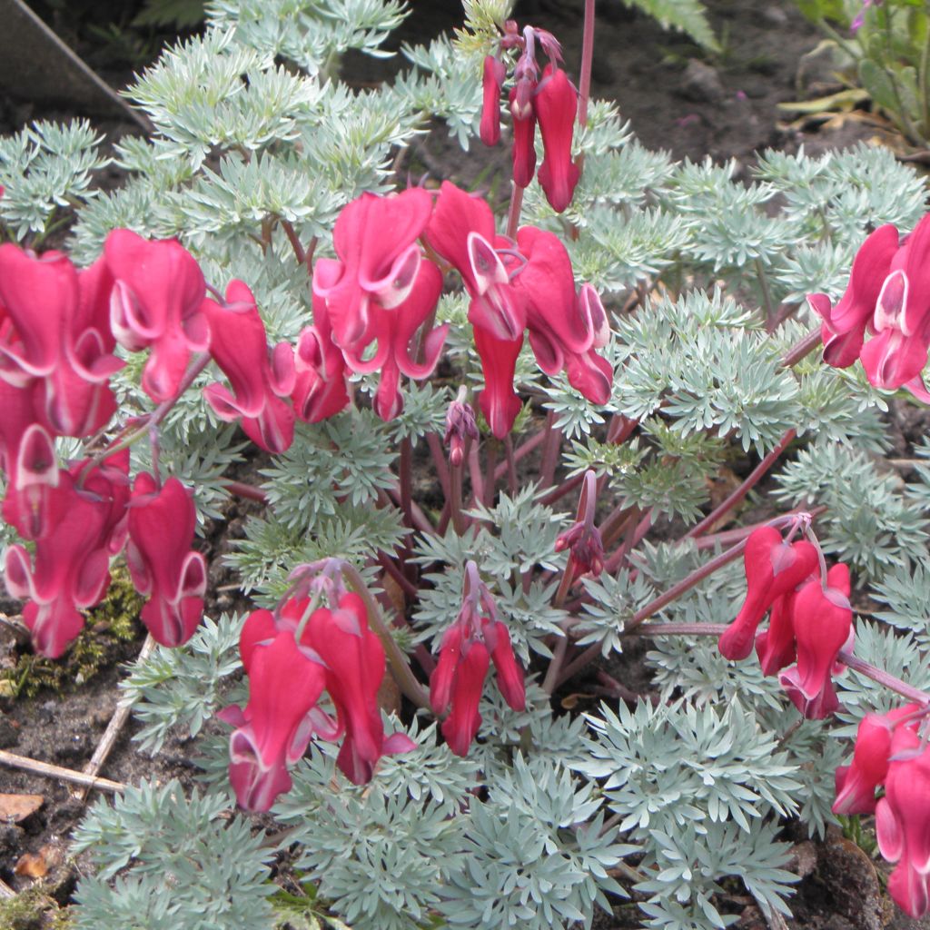 Dicentra Burning Hearts