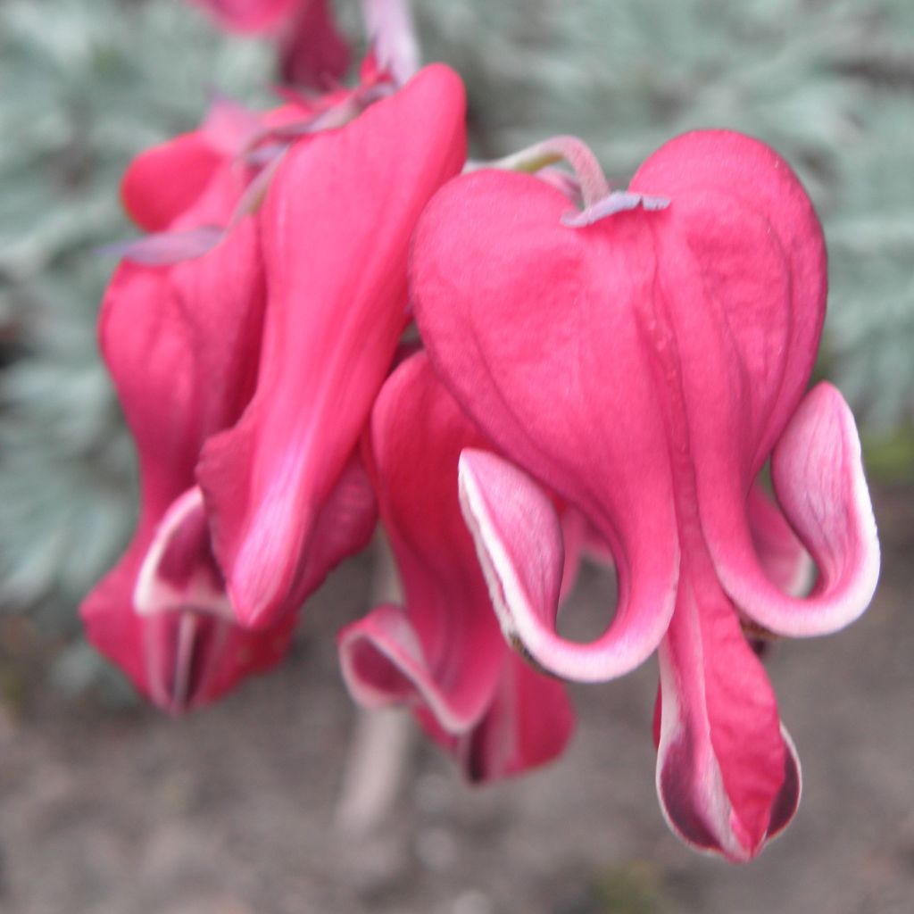 Dicentra Burning Hearts
