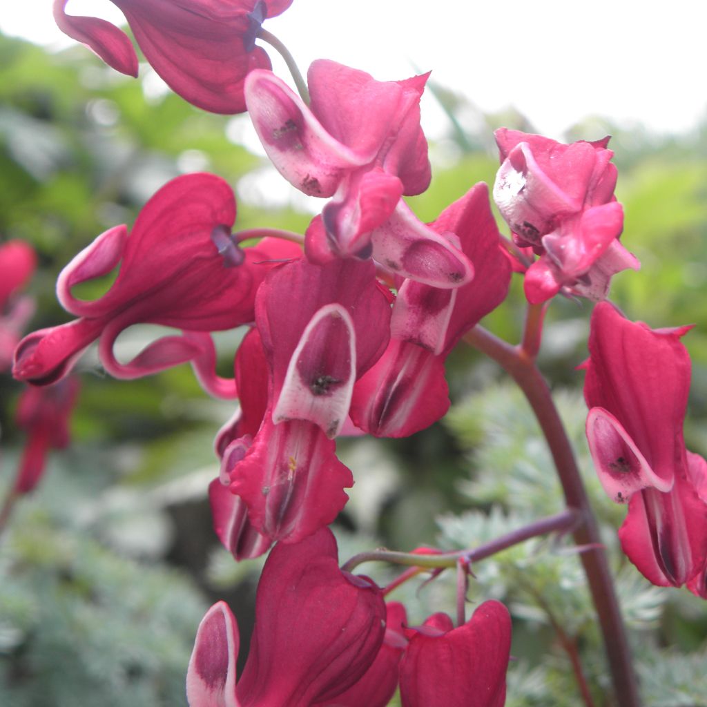 Dicentra Burning Hearts
