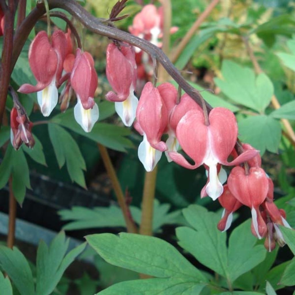 Dicentra spectabilis Valentine
