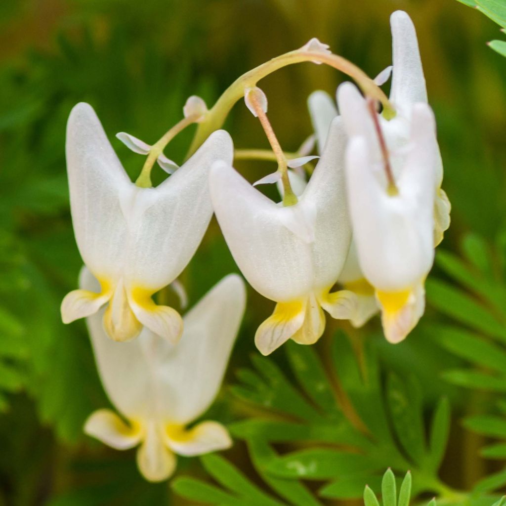 Dicentra cucullaria
