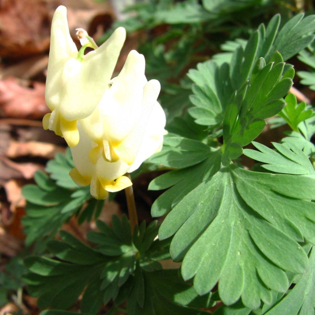 Dicentra cucullaria