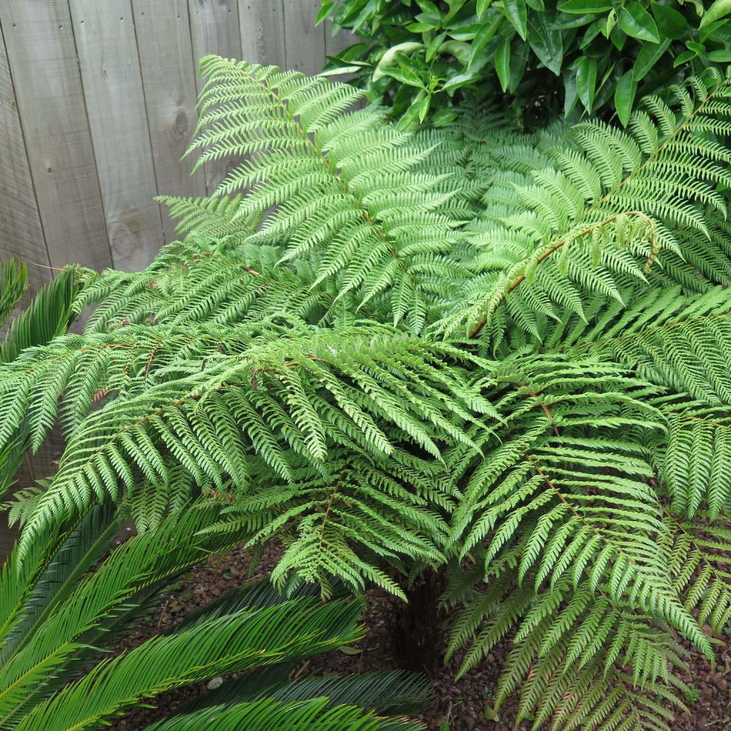 Dicksonia squarrosa - Tree Fern