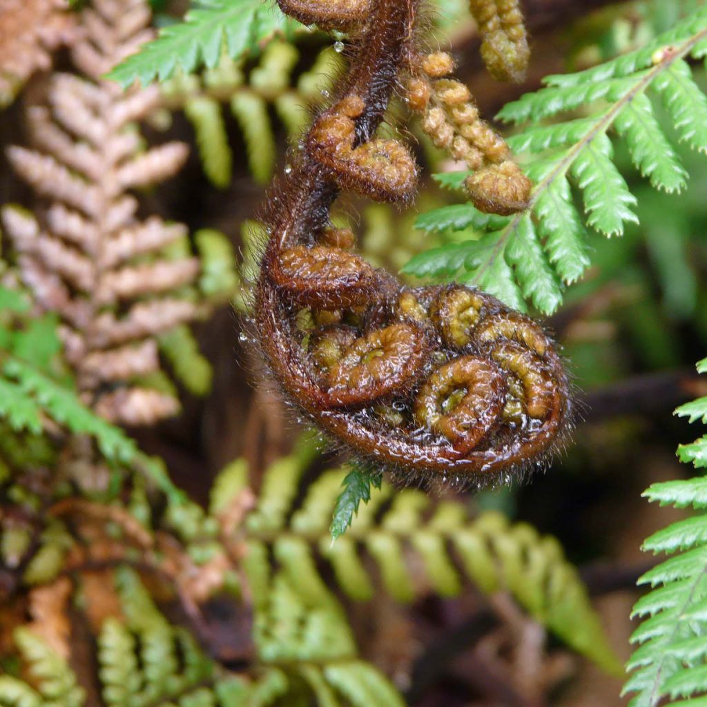 Dicksonia squarrosa - Tree Fern