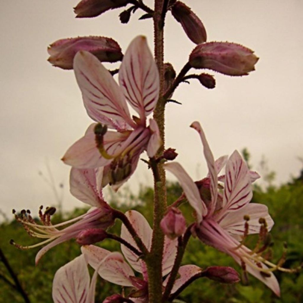 Dictamnus albus - Dittany