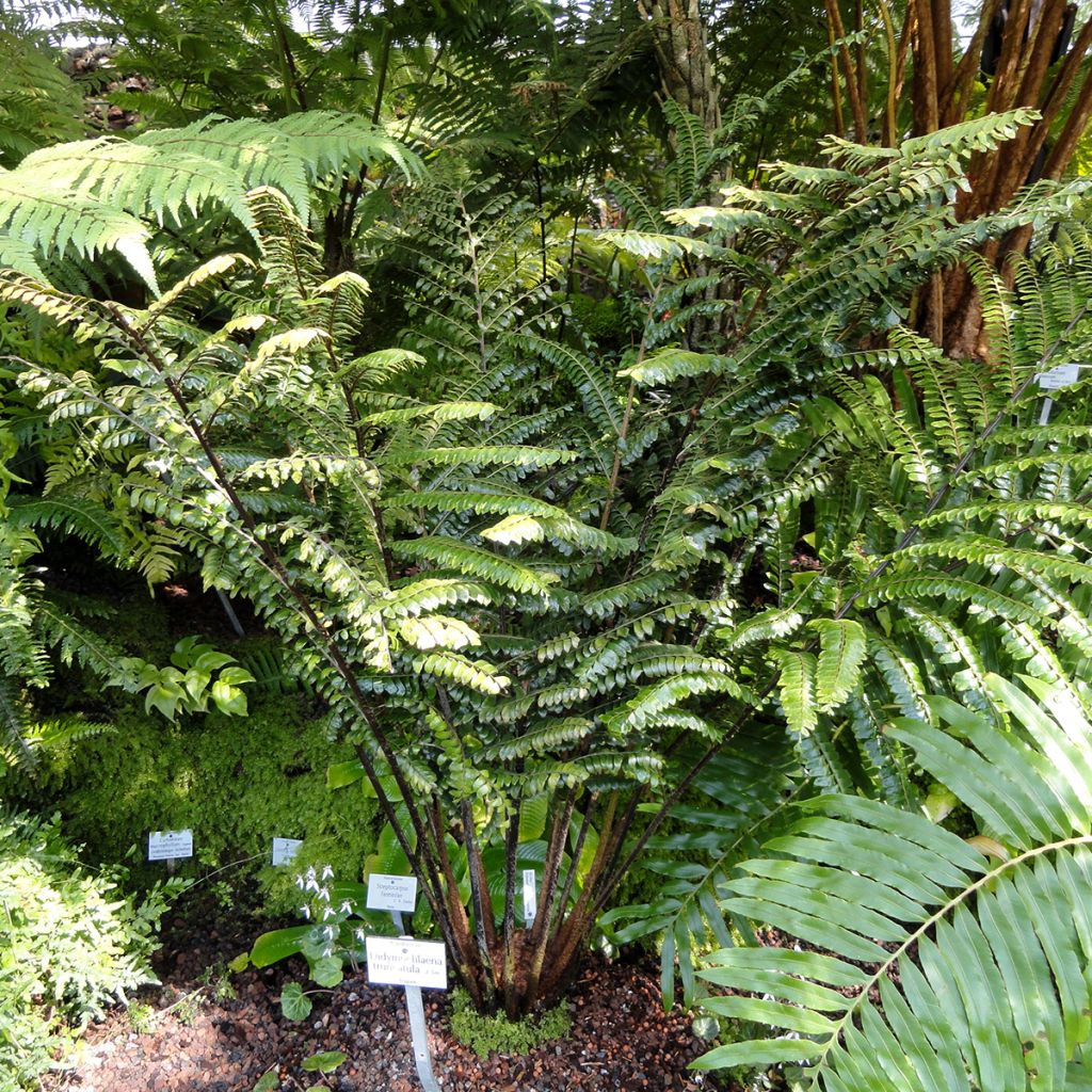 Didymochlaena truncatula  -  Fougère acajou, Fougère arborescente à frondes tronquées