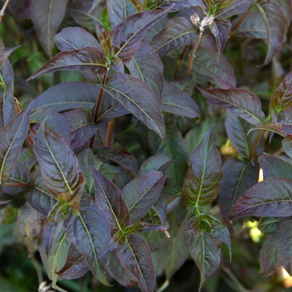 Diervilla splendens Kodiak Black