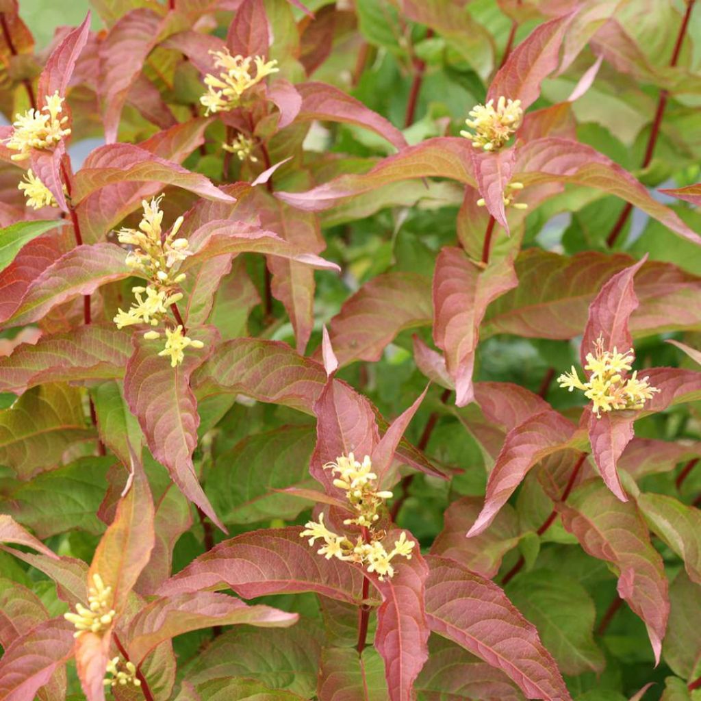 Diervilla splendens Kodiak Orange