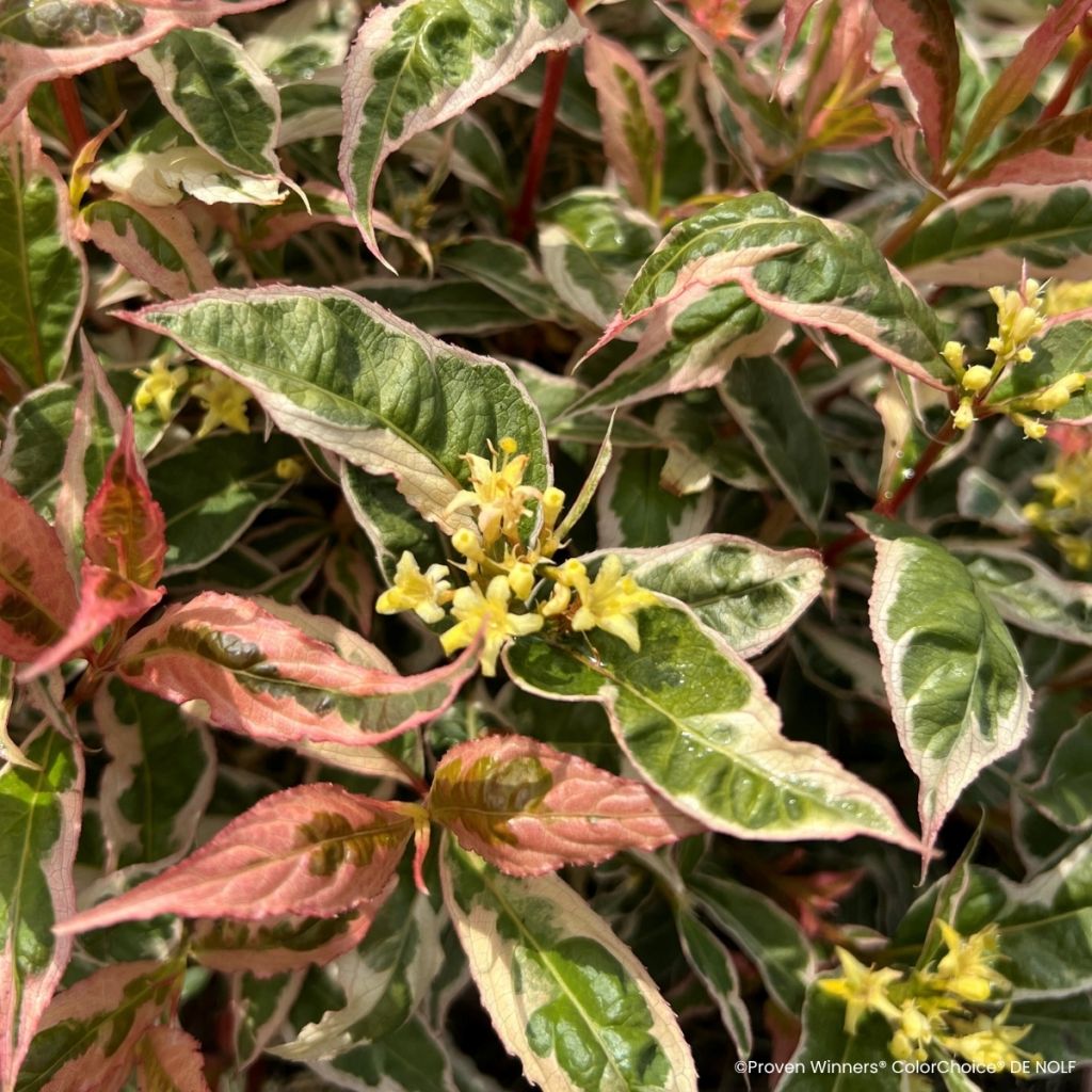 Diervilla splendens Kodiak Mixx