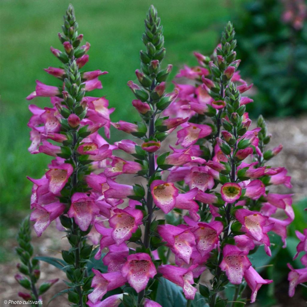 Digiplexis Berry Canary - Hybrid Foxglove