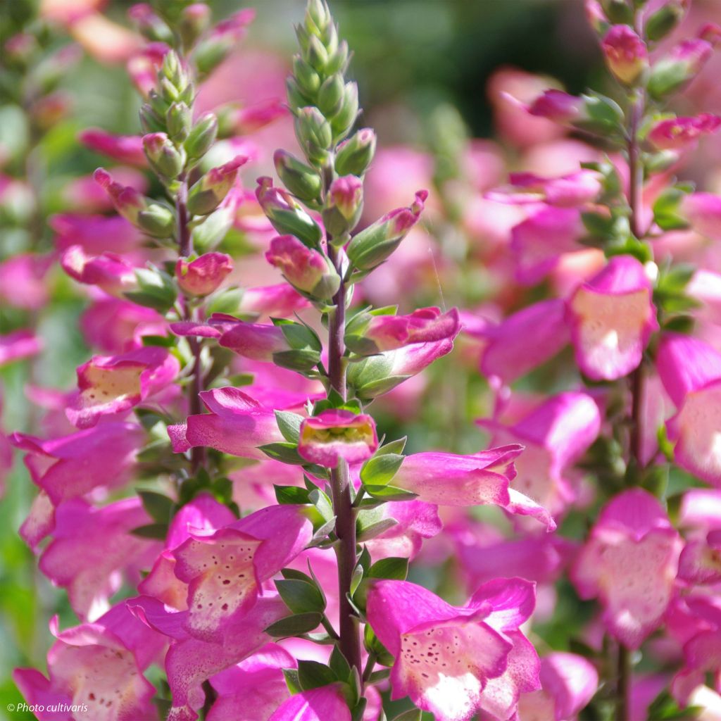 Digiplexis Berry Canary - Hybrid Foxglove