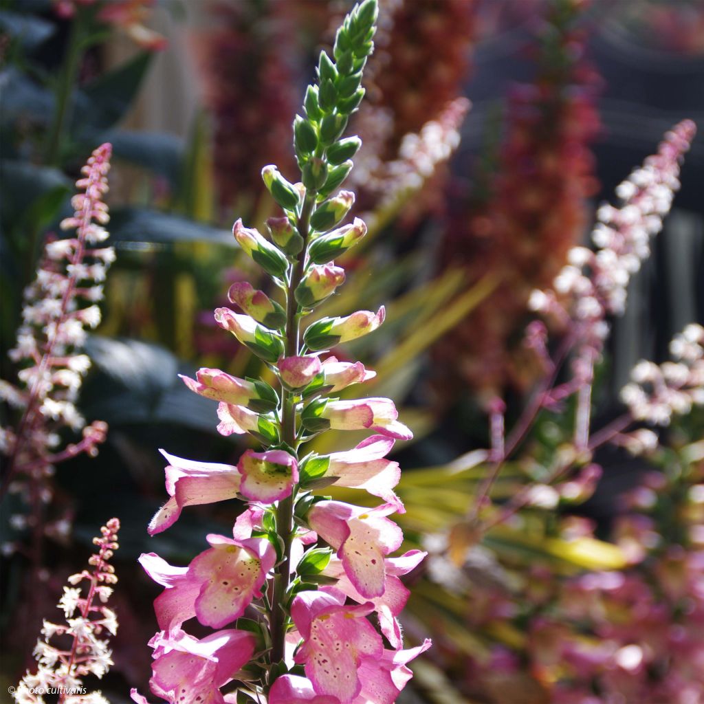 Digiplexis Berry Canary - Hybrid Foxglove
