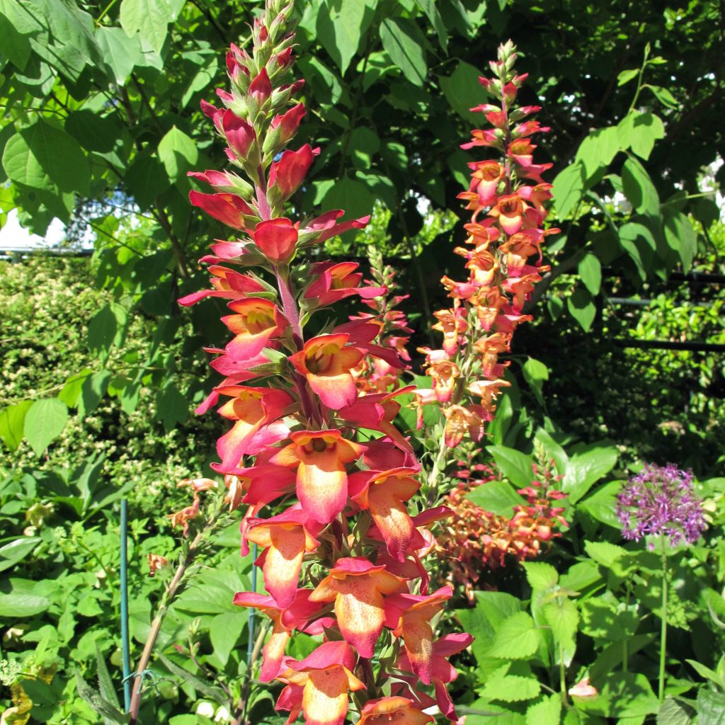 Digitalis valinii Illumination Flame - Foxglove
