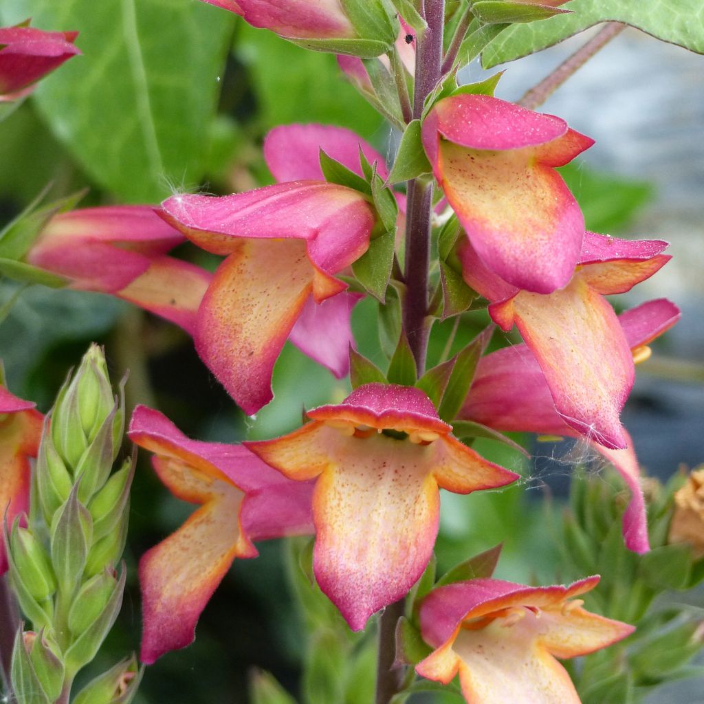 Digitalis valinii Illumination Flame - Foxglove