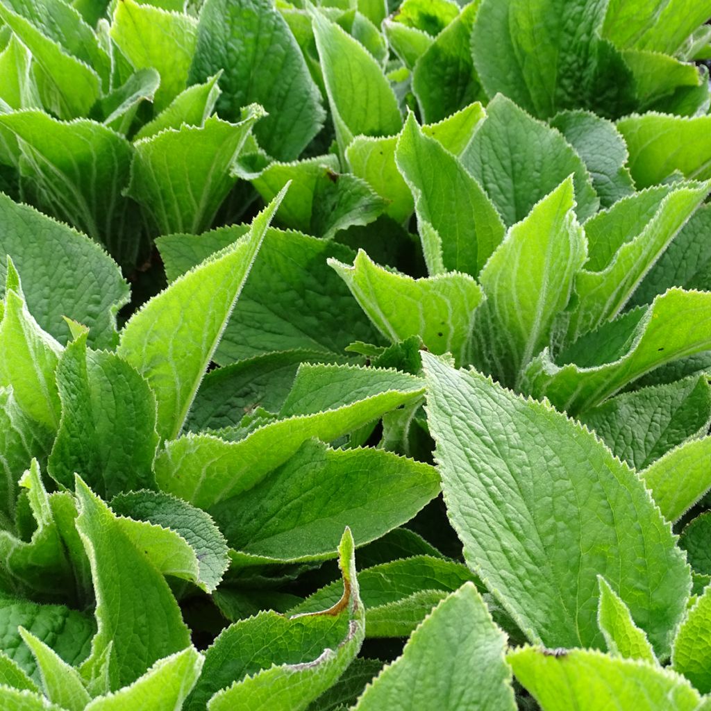 Digitalis x mertonensis - Foxglove