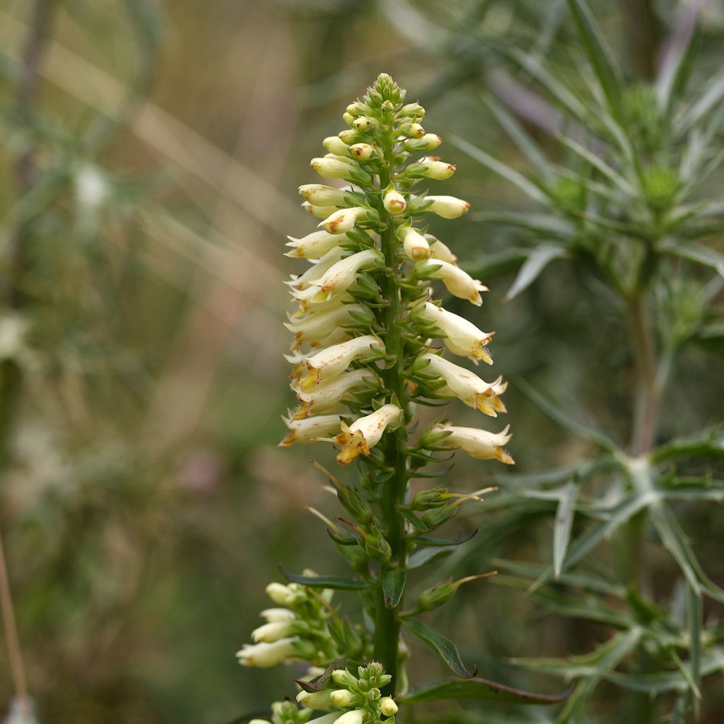 Digitalis lutea - Foxglove