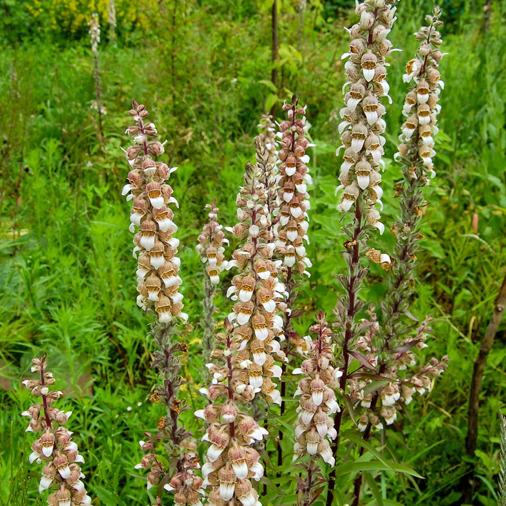 Digitalis lanata - Foxglove