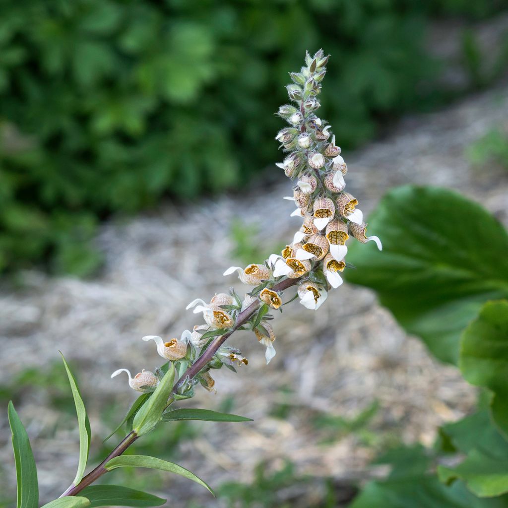 Digitalis lanata - Foxglove