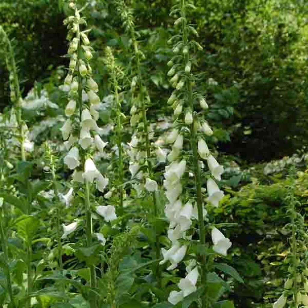 Digitalis purpurea Alba - Foxglove