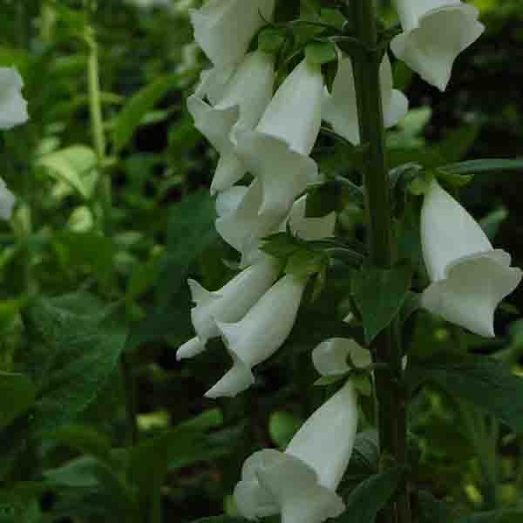 Digitalis purpurea Alba - Foxglove