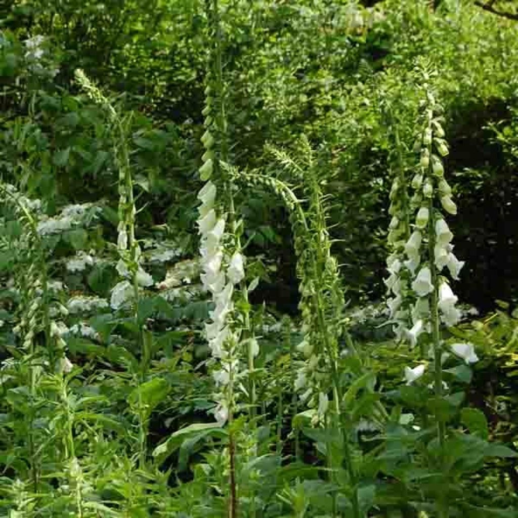 Digitalis purpurea Alba - Foxglove