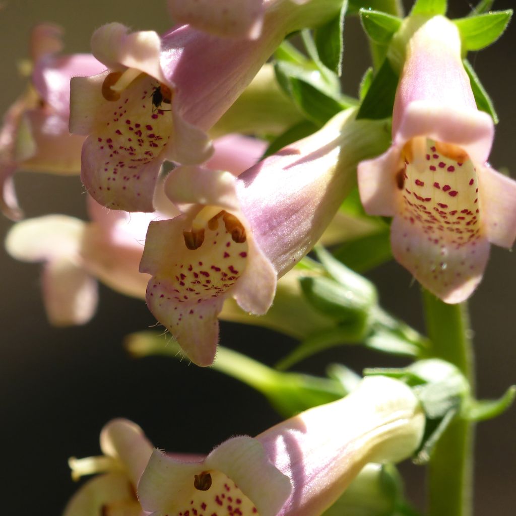 Digitalis Glory of Roundway - Foxglove