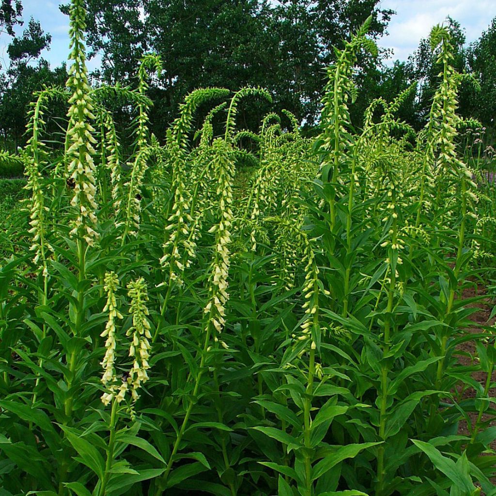 Digitalis lutea - Foxglove