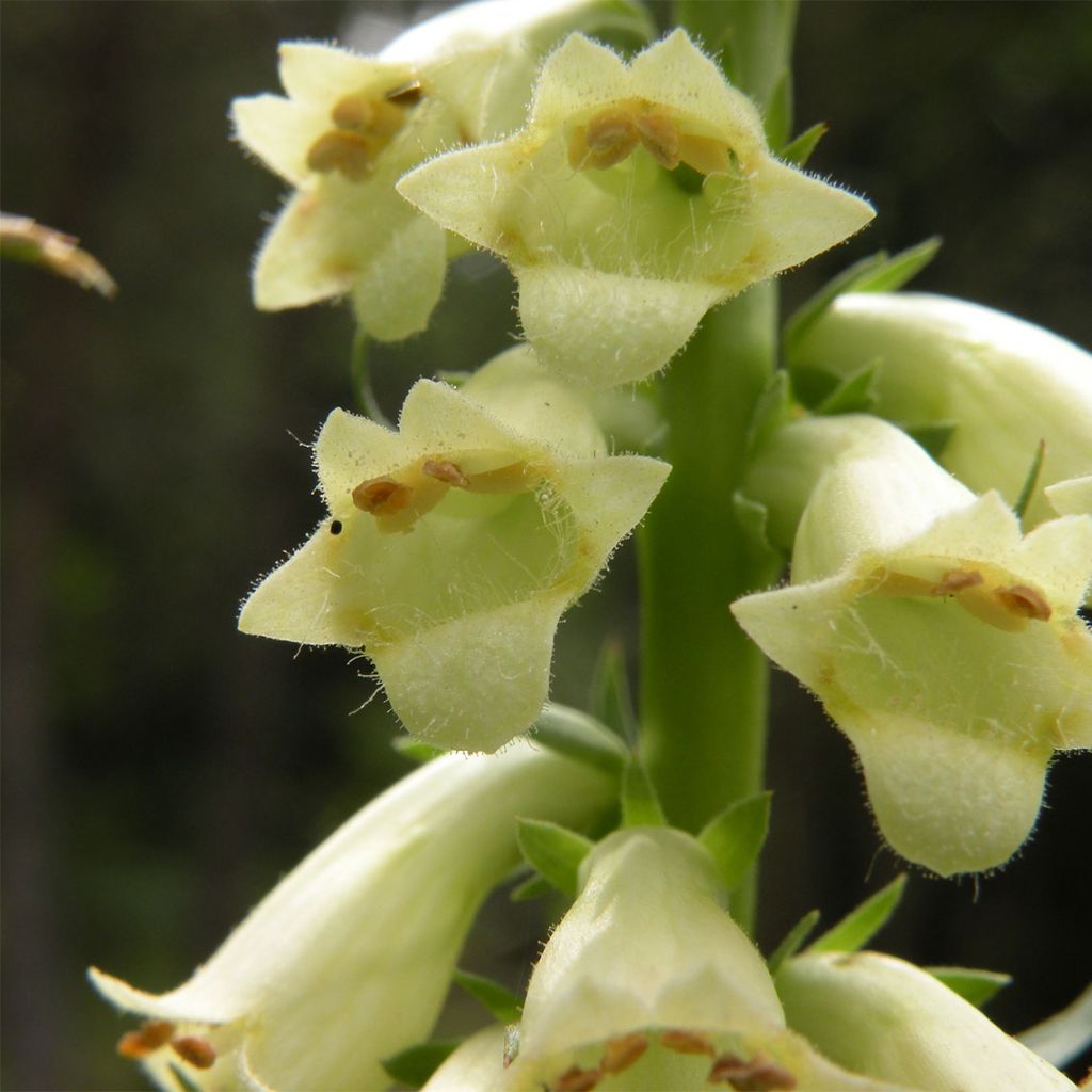 Digitalis lutea - Foxglove