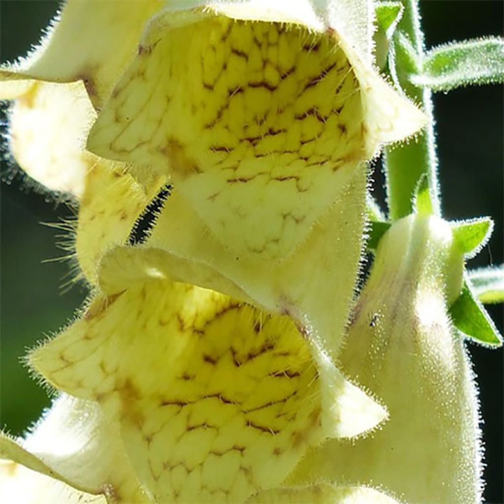Digitalis lutea - Foxglove