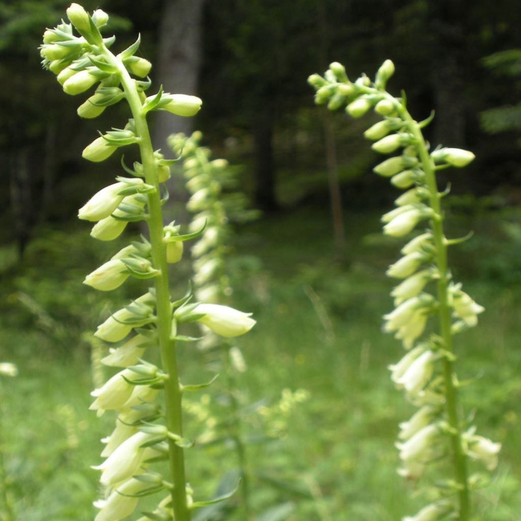 Digitalis lutea - Foxglove