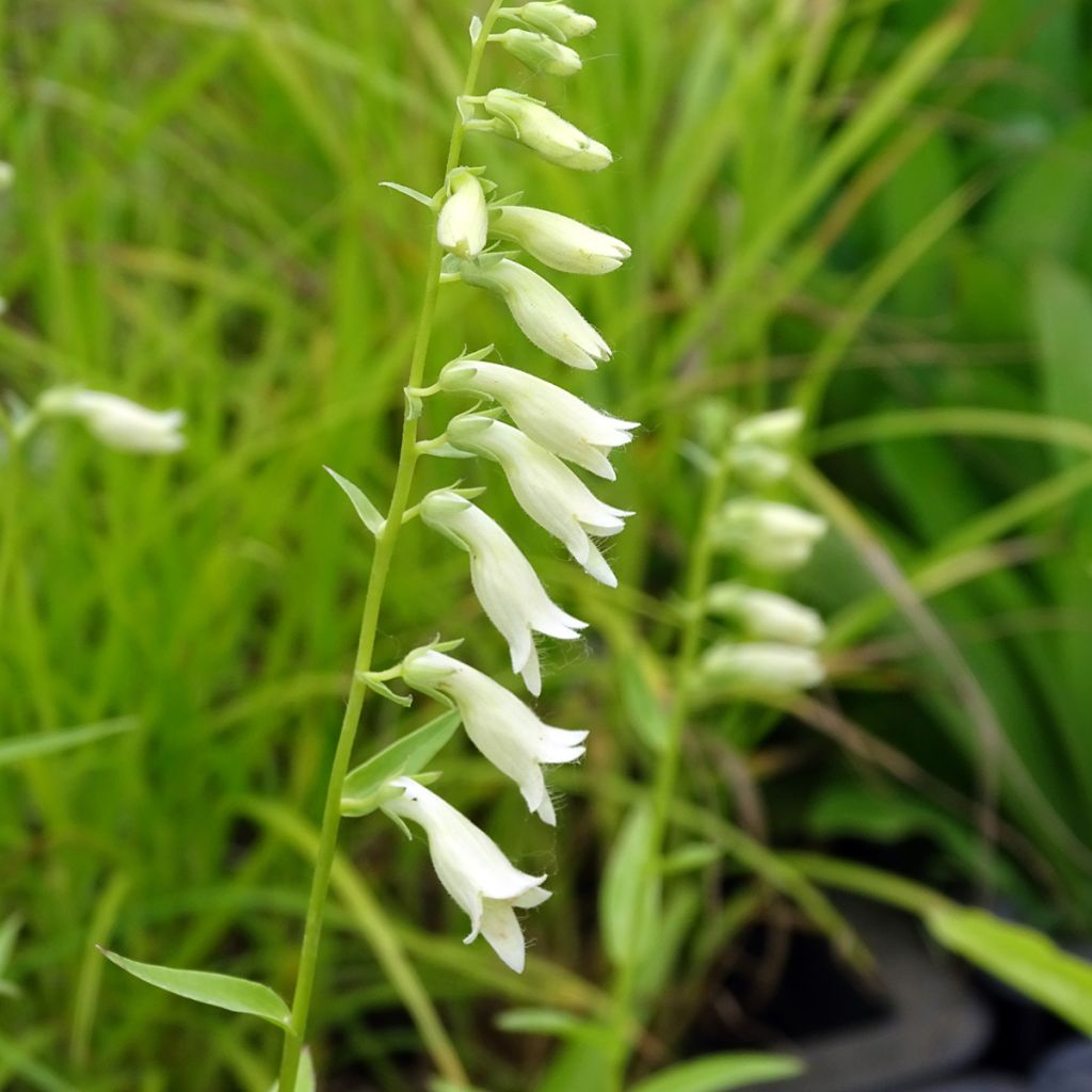 Digitalis lutea - Foxglove