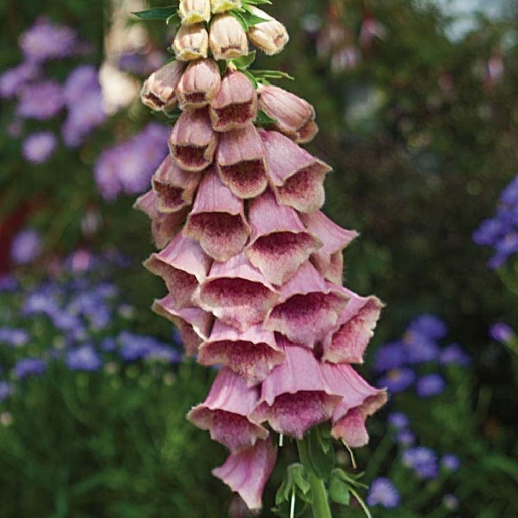Digitalis x mertonensis - Foxglove